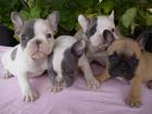 Wunderschönen Französische Bulldogge Welpen