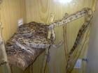Boa Constrictor Imperator eigene NZ 2022 abzugeben