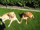 Private Hundebetreuung mit Familienanschluss und Spielgefährten